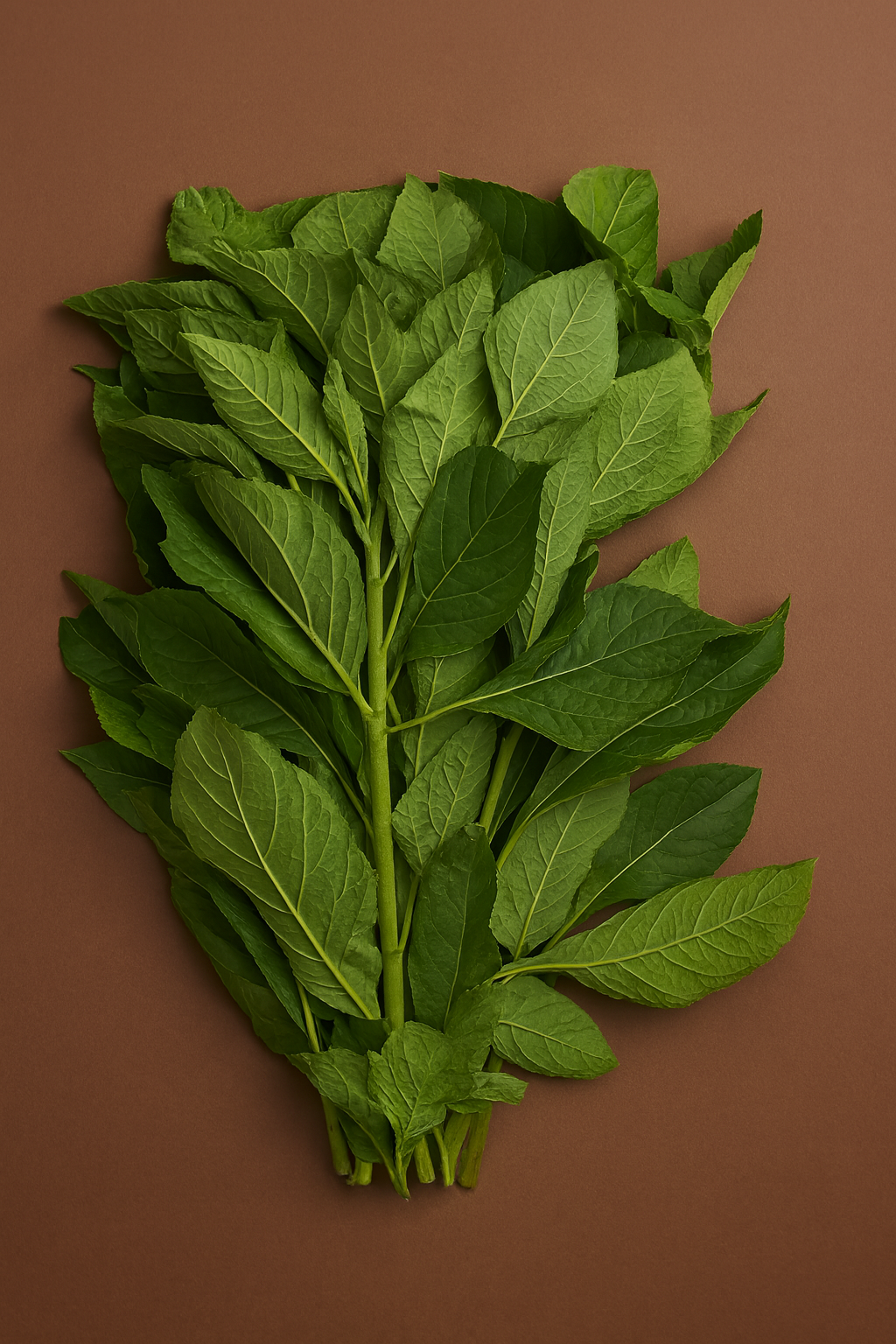 Fresh Bitterleaf
