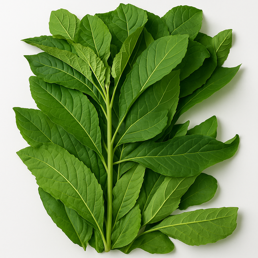 Fresh Bitterleaf
